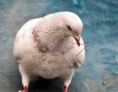 Индустрията за говеждо месо е една от новите специални птици