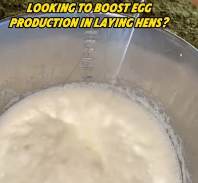 Искате ли да увеличите производството на яйца в кокошките?